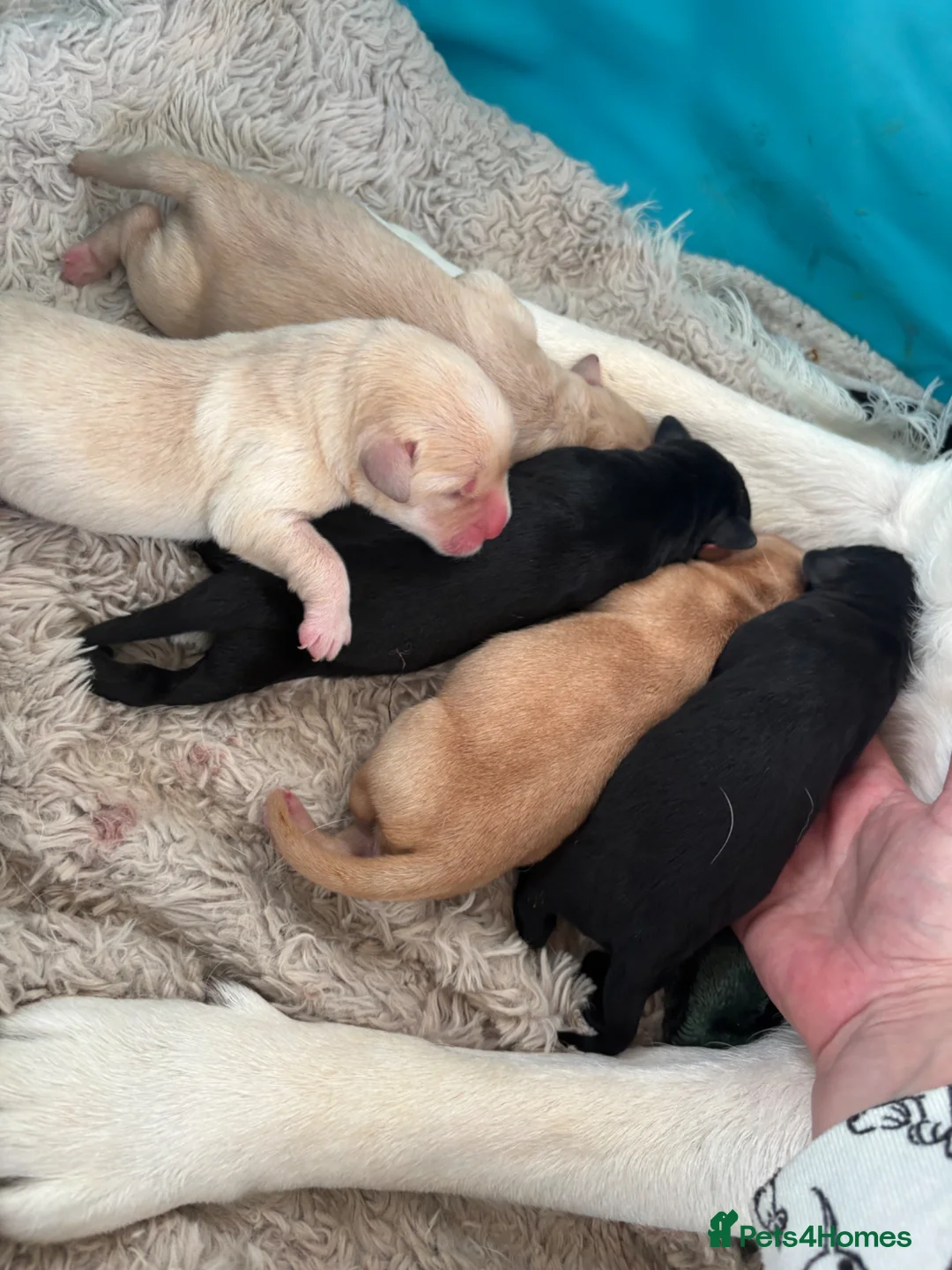 Labrador Retriever dogs for sale: Beautiful second (and final) litter from Luna in Chorley - Advert 12