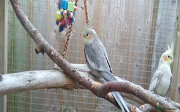 Cockatiels birds for sale: Lovely  cockatiels  - Image 3