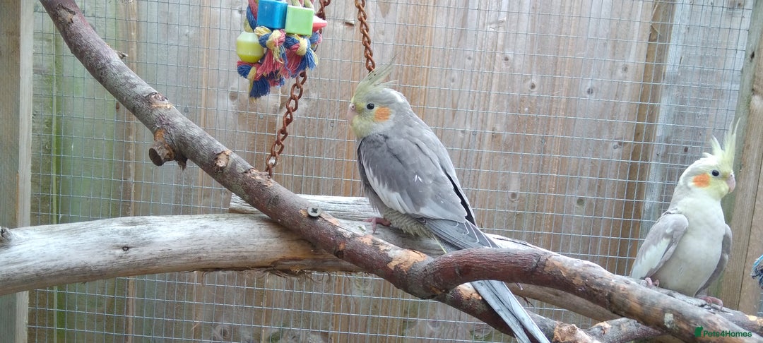 Cockatiels birds for sale: Lovely  cockatiels  - Image 3