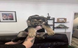 German Shepherd dogs for sale: German Shepherd pups - Advert 12