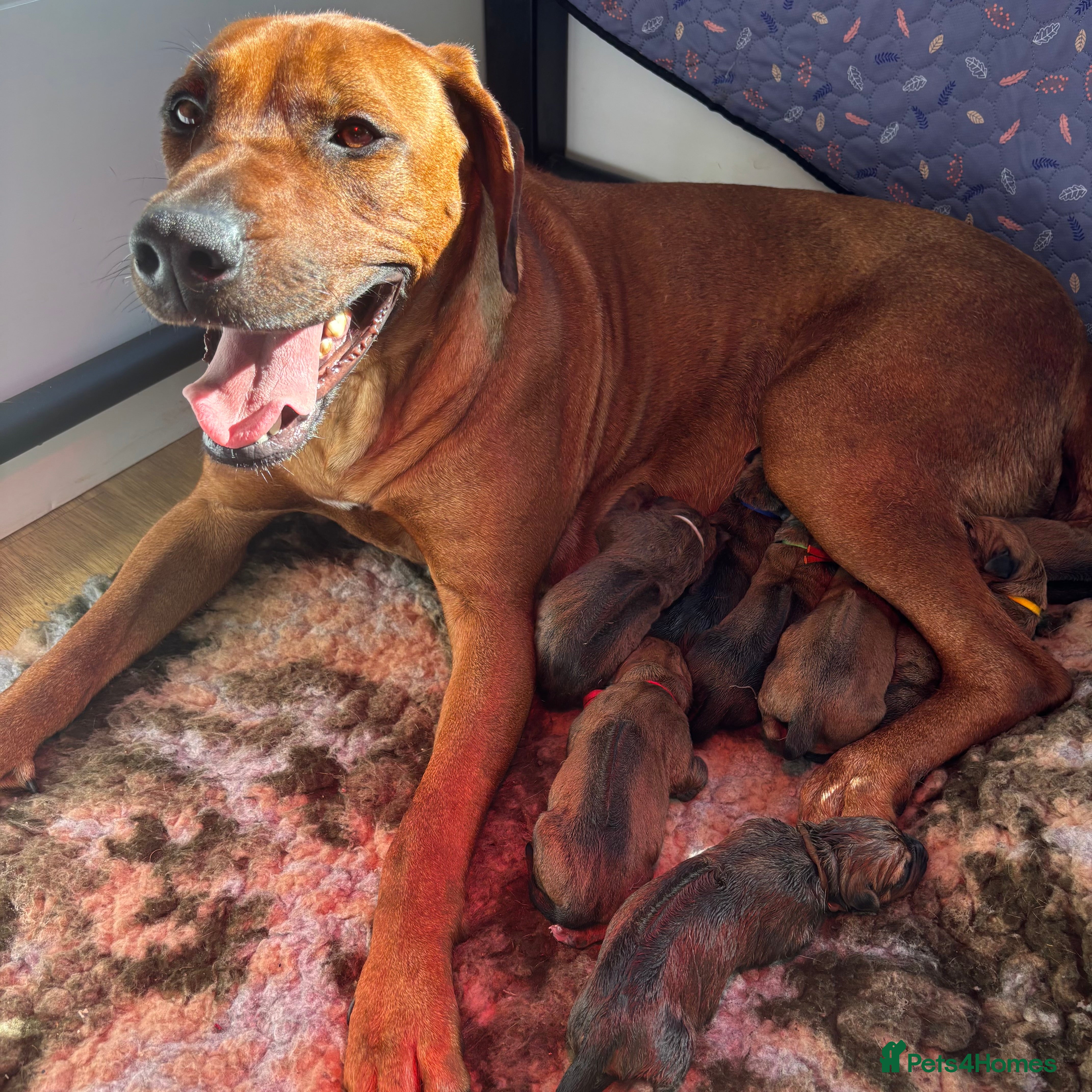 Rhodesian Ridgeback dogs 5 Star Council Registered Breeder M022667 - Advert 2