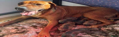 Rhodesian Ridgeback 5