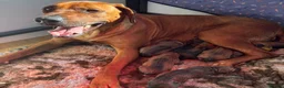Rhodesian Ridgeback dogs for sale: 5 Star Council Registered Breeder M022667 - Advert 2