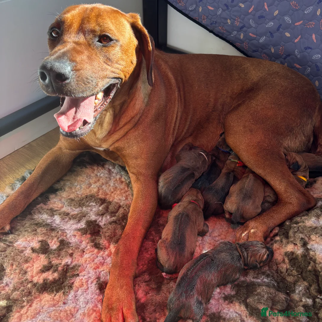 Rhodesian Ridgeback dogs for sale: 5 Star Council Registered Breeder M022667 - Advert 2