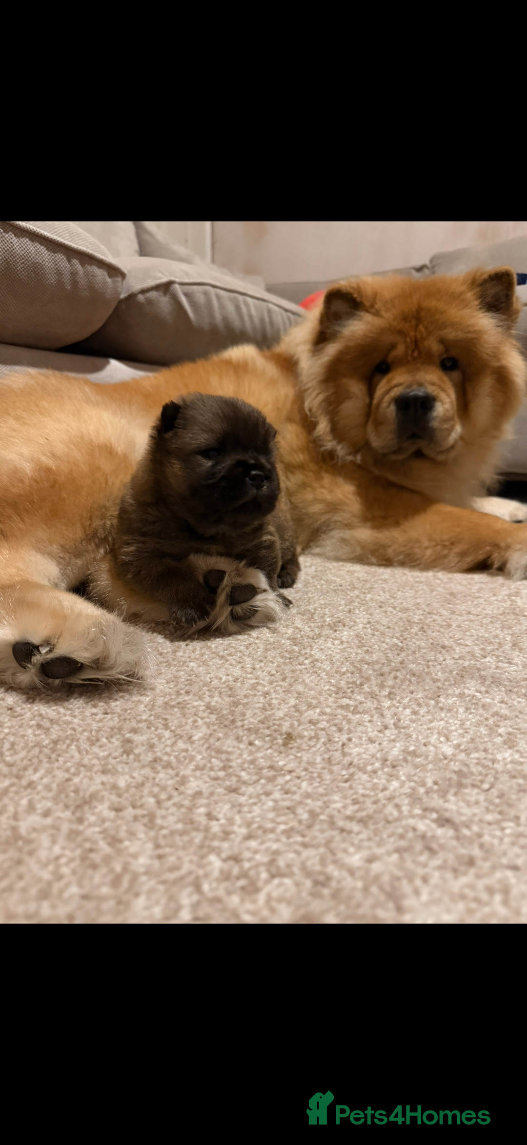 Chow Chow dogs for sale: Male chow chow puppy  - Advert 3