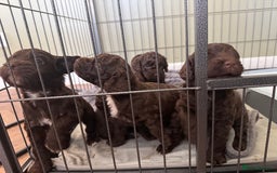 Cockapoo dogs for sale: Adorable chocolate cockapoos  - Image 1