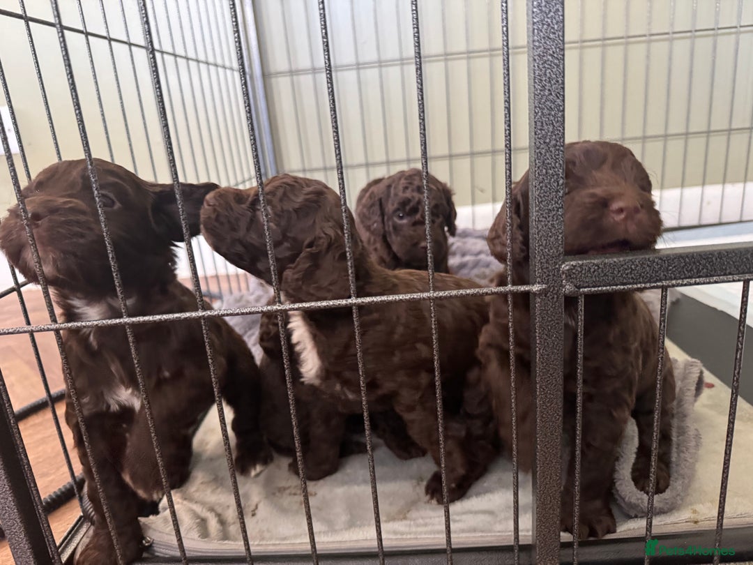 Cockapoo dogs for sale: Adorable chocolate cockapoos  - Image 1