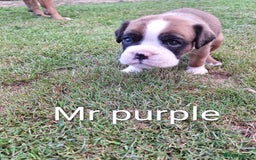 Boxer dogs for sale: Boxer puppies kennel club reg 5 star licence  - Image 7