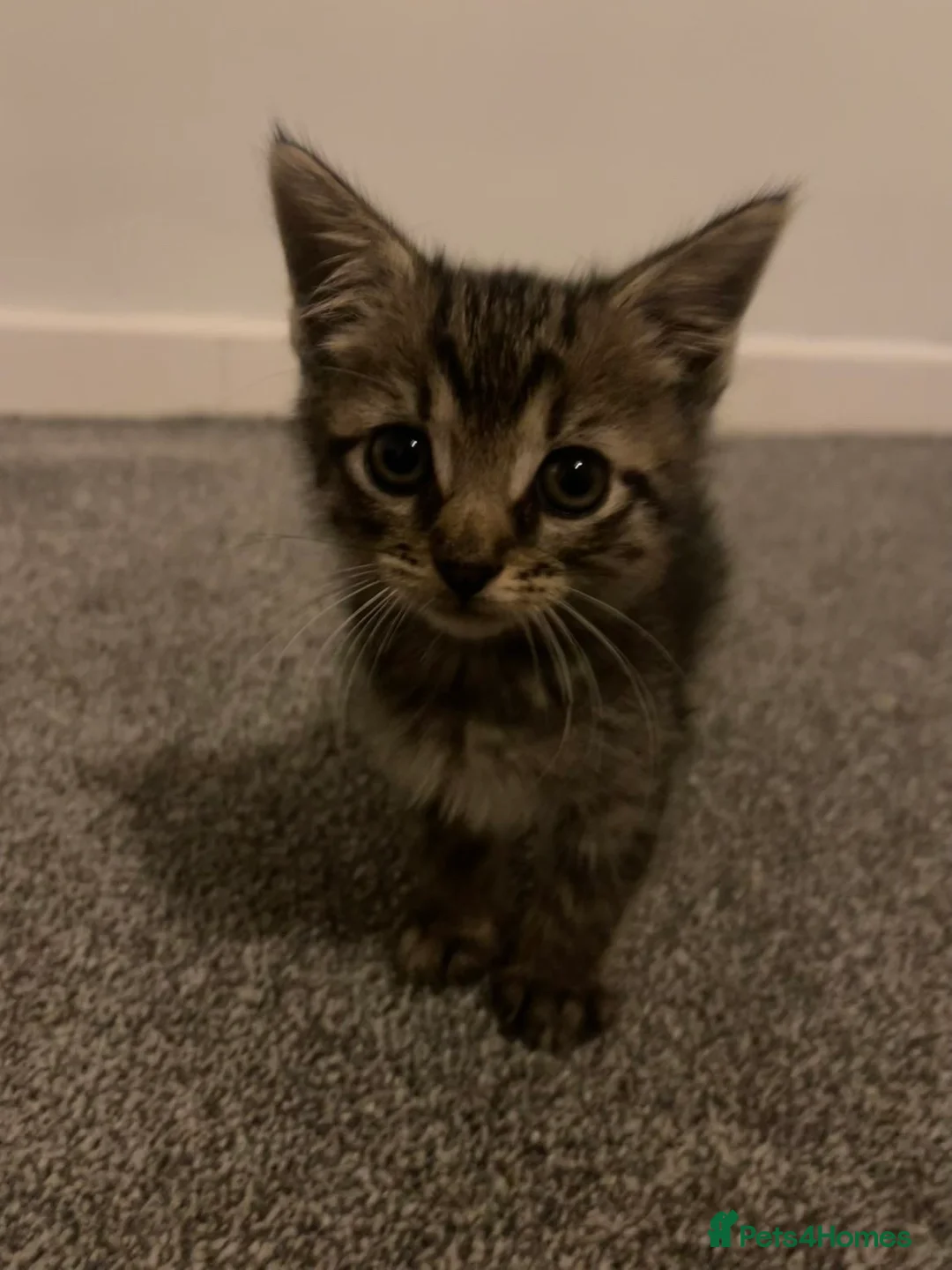 Mixed Breed cats for sale: Main Coon / Tabby Kittens for Sale  in Barry - Advert 2