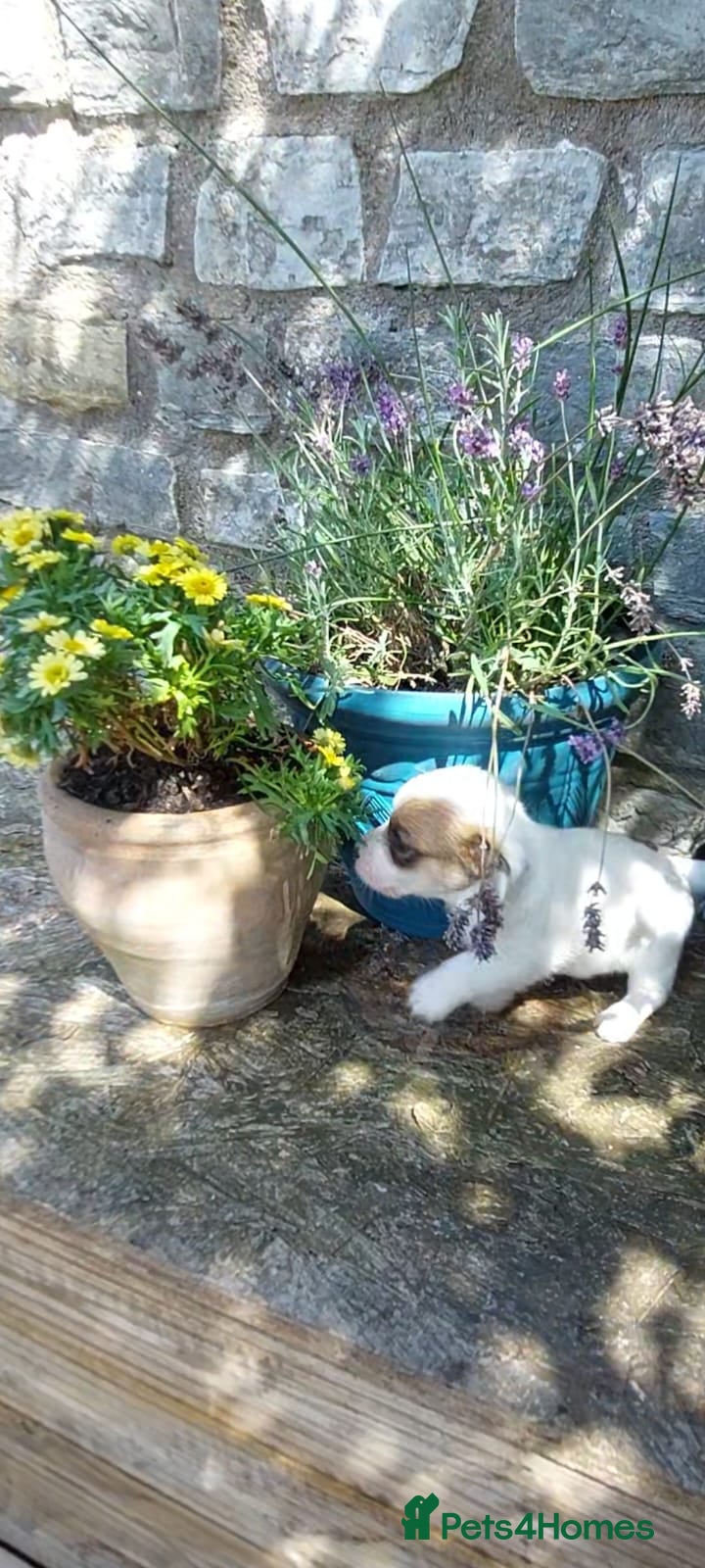 Mixed Breed dogs REDUCED JACKINORIPOOS - Advert 2