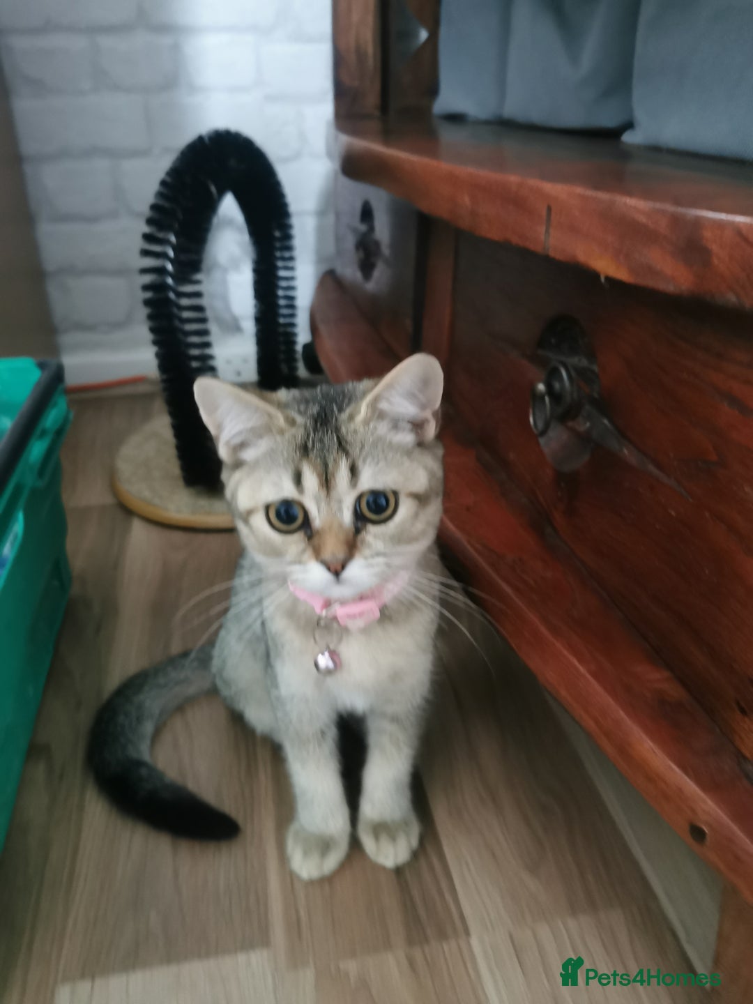 Scottish Fold cats for sale:  Scottish Fold & females   in Hull - Image 16