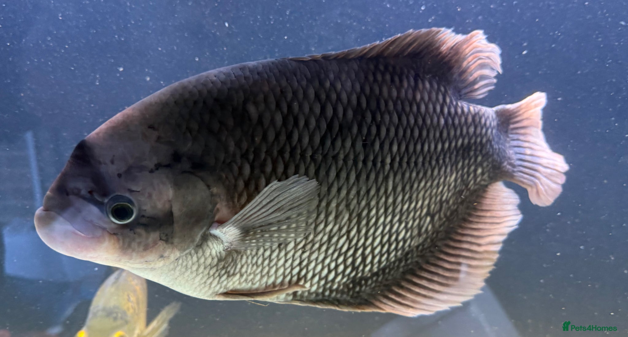 Other/Mixed Breed fish Closing down - Advert 2