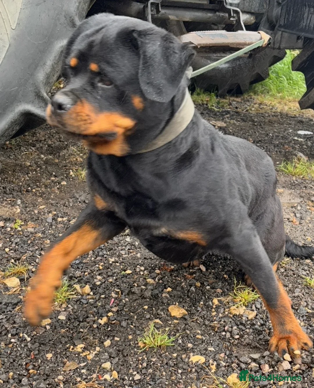 Mixed Breed dogs for sale: Rottweiler x malinois - Advert 5
