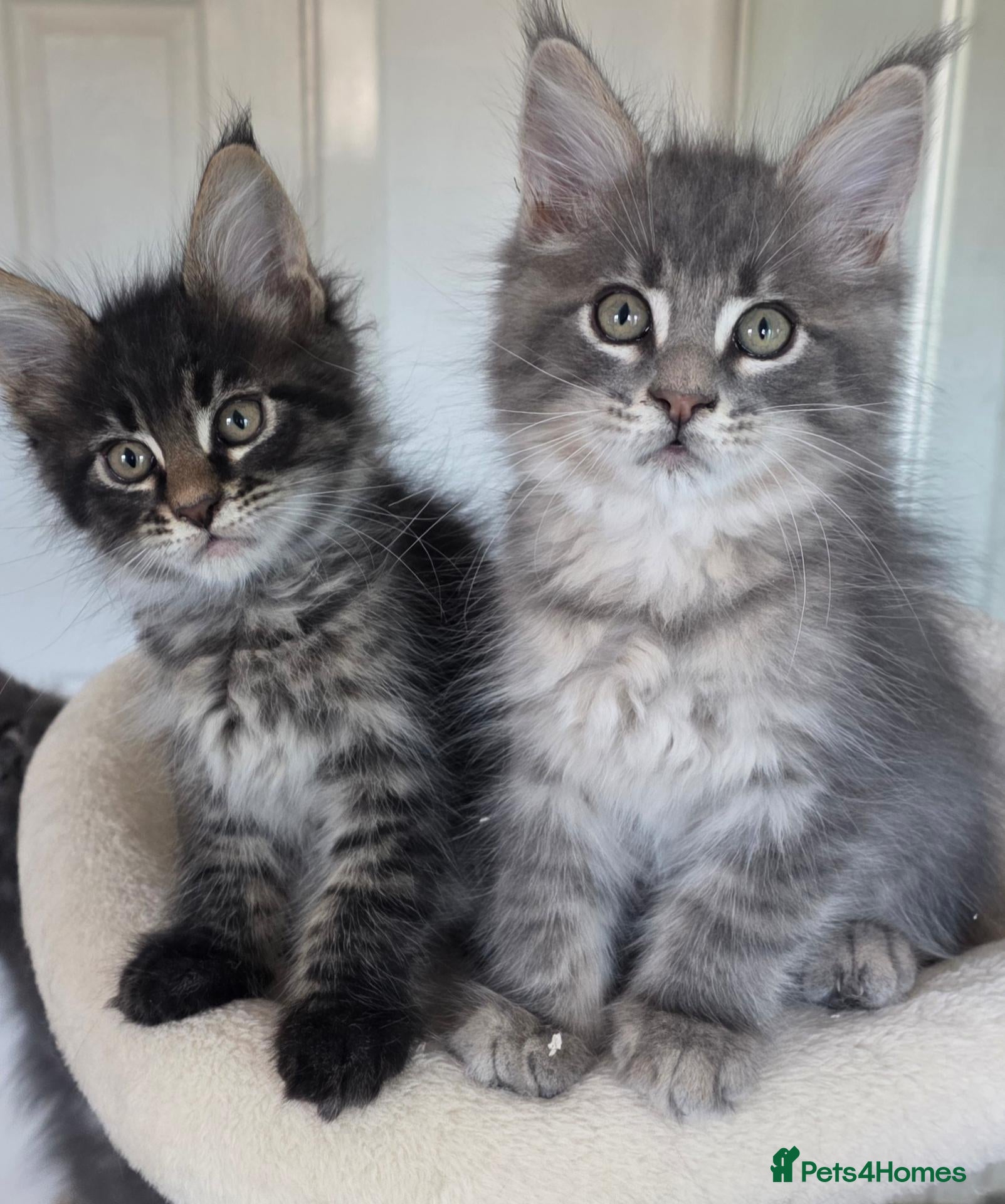 Maine Coon cats Maine coon kitten  - Advert 14