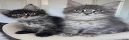 Maine Coon cats for sale: Maine coon kitten  - Advert 15