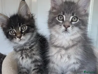 Maine Coon cats Maine coon kitten - Advert 14