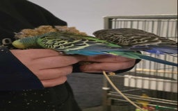 Budgerigars birds for sale: 4 Mixed Male Budgies For Sale - Image 7