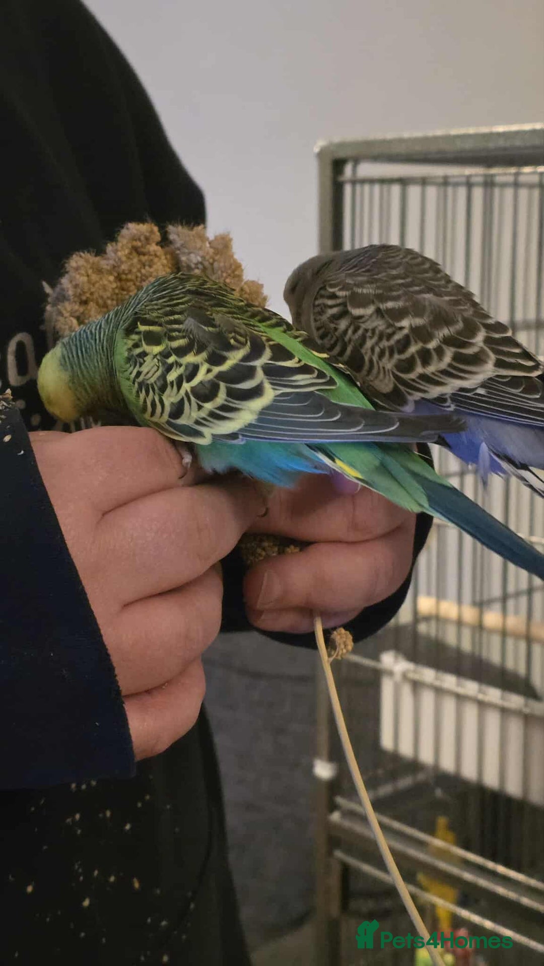 Budgerigars birds for sale: 4 Mixed Male Budgies For Sale - Image 7