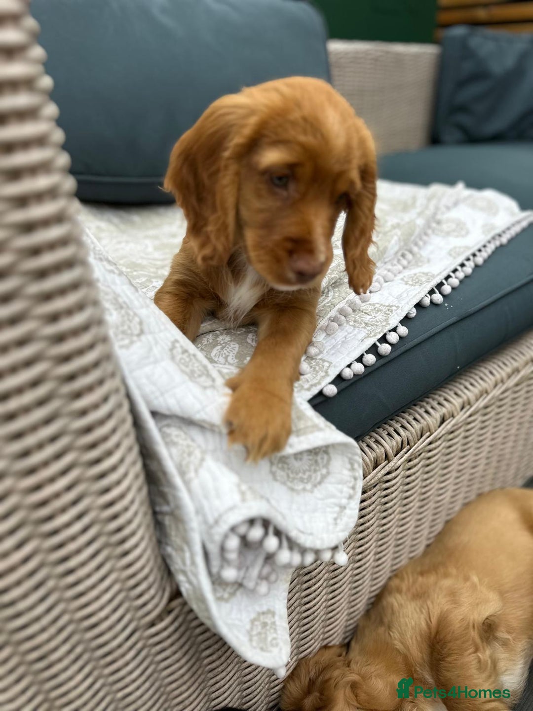 Cocker Spaniel dogs for sale: Stunning KC registered Working Cocker Spaniels  - Image 17