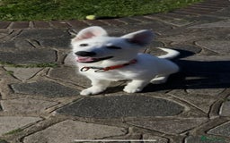 German Shepherd dogs for sale: 6 month old white German Shepard male - Image 3