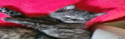 Mixed Breed cats for sale: Maine coon x Bengal  in Maybole - Advert 2