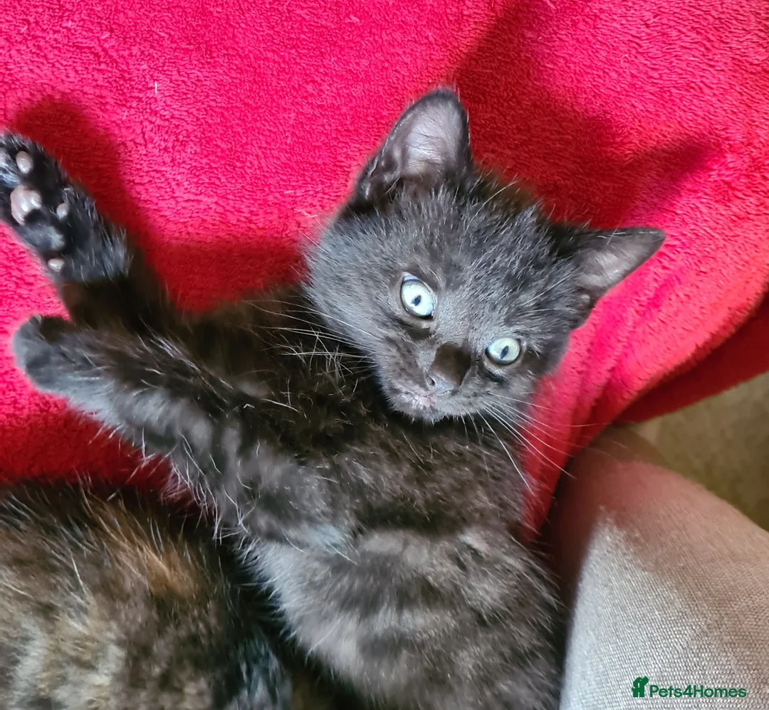 Mixed Breed cats for sale: Maine coon x Bengal  in Maybole - Advert 2