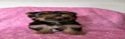 Yorkshire Terrier dogs for sale: Beautiful Yorkshire terrier pups🩵🩷 - Advert 22