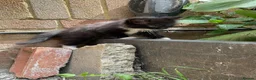 Mixed Breed cats for sale: Cute little kittens. in Staines - Advert 6
