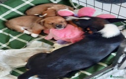 Jack Russell dogs for sale: Mini jack russells  - Image 24