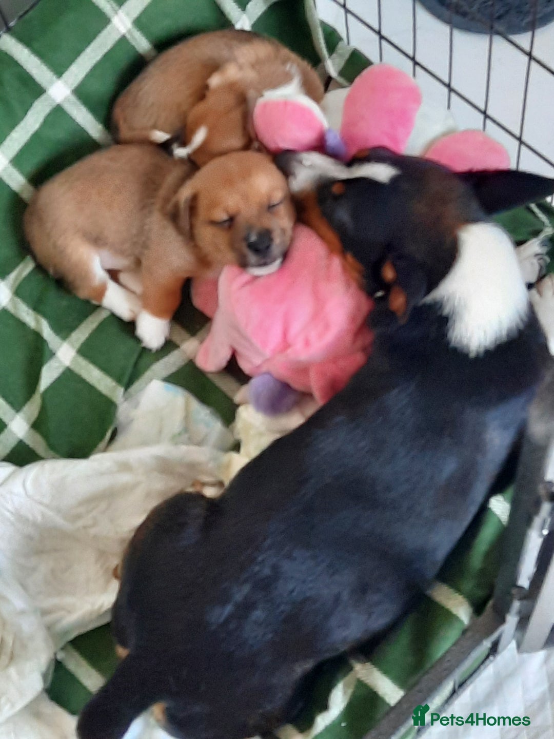 Jack Russell dogs for sale: Mini jack russells  - Image 24