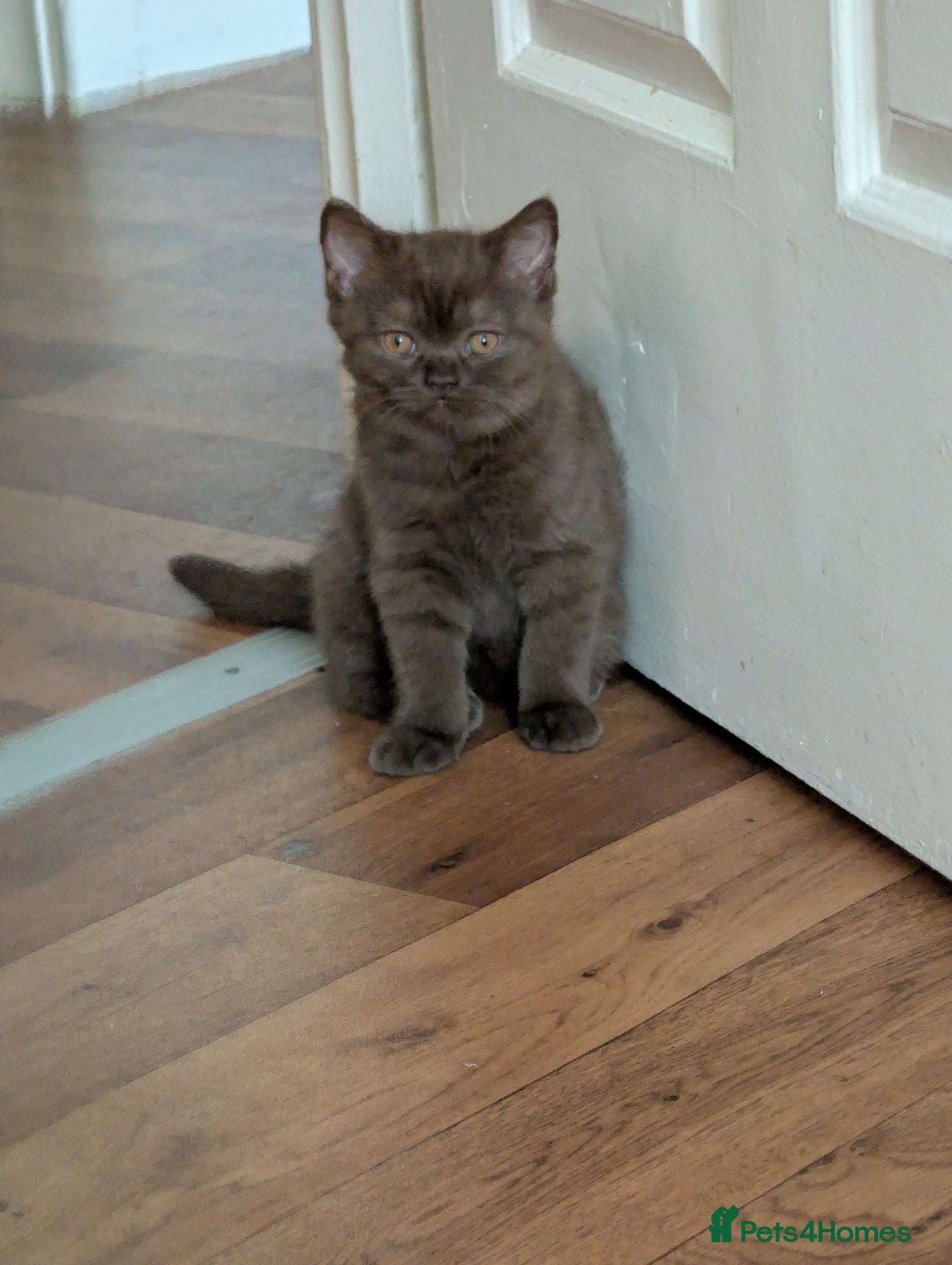 British Shorthair cats LAST BROWN Pure British shorthair kitten - Advert 1