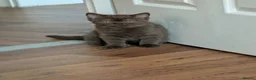 British Shorthair cats for sale: LAST BROWN Pure British shorthair kitten - Advert 1