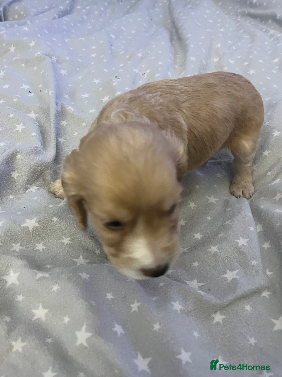 Mixed Breed cats for sale: SPROCKER SPANIEL PUPPIES  - Advert 9