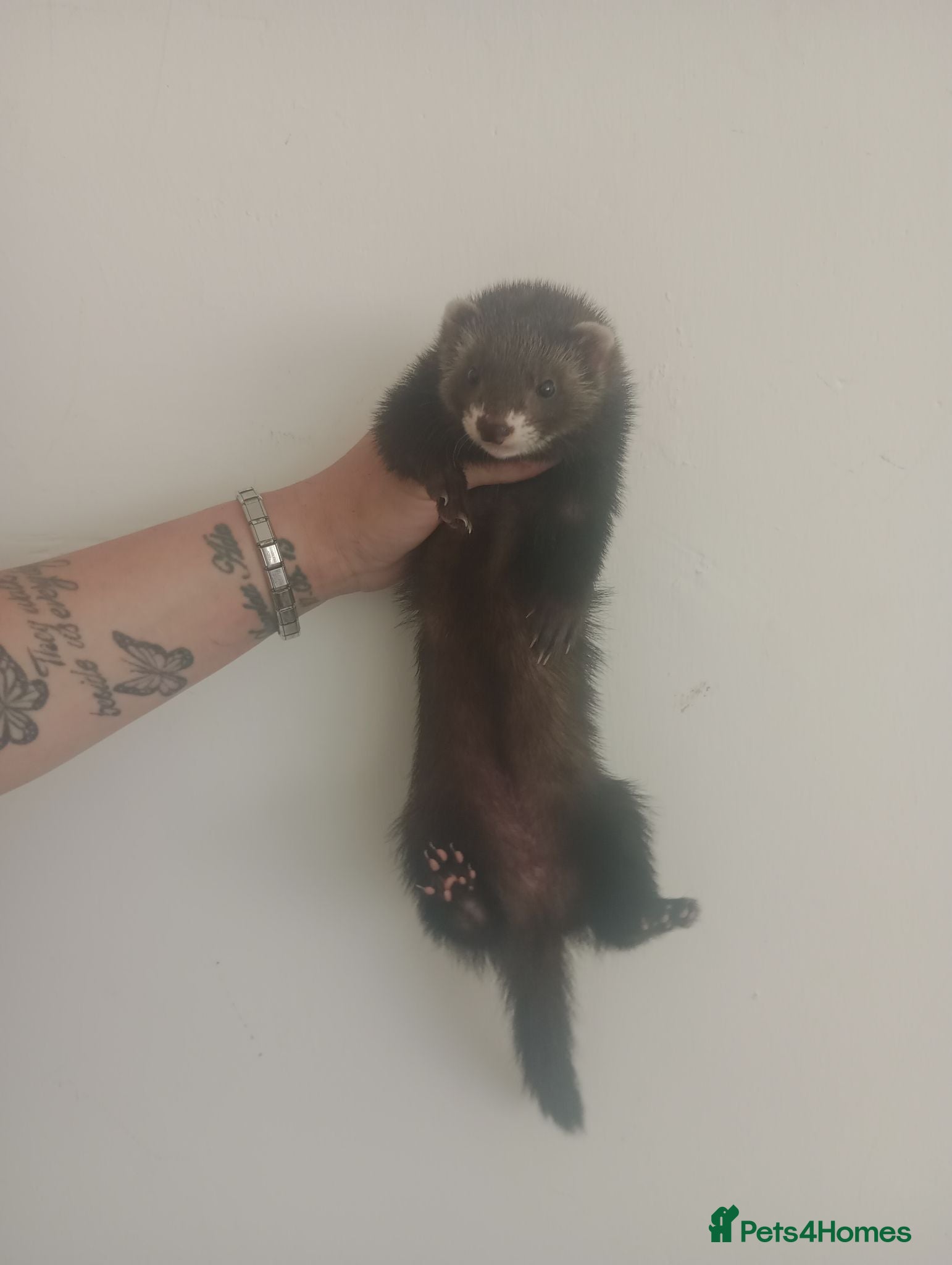 Ferret rodents 🐾Baby Ferret Kits Ready to leave🐾 - Advert 6