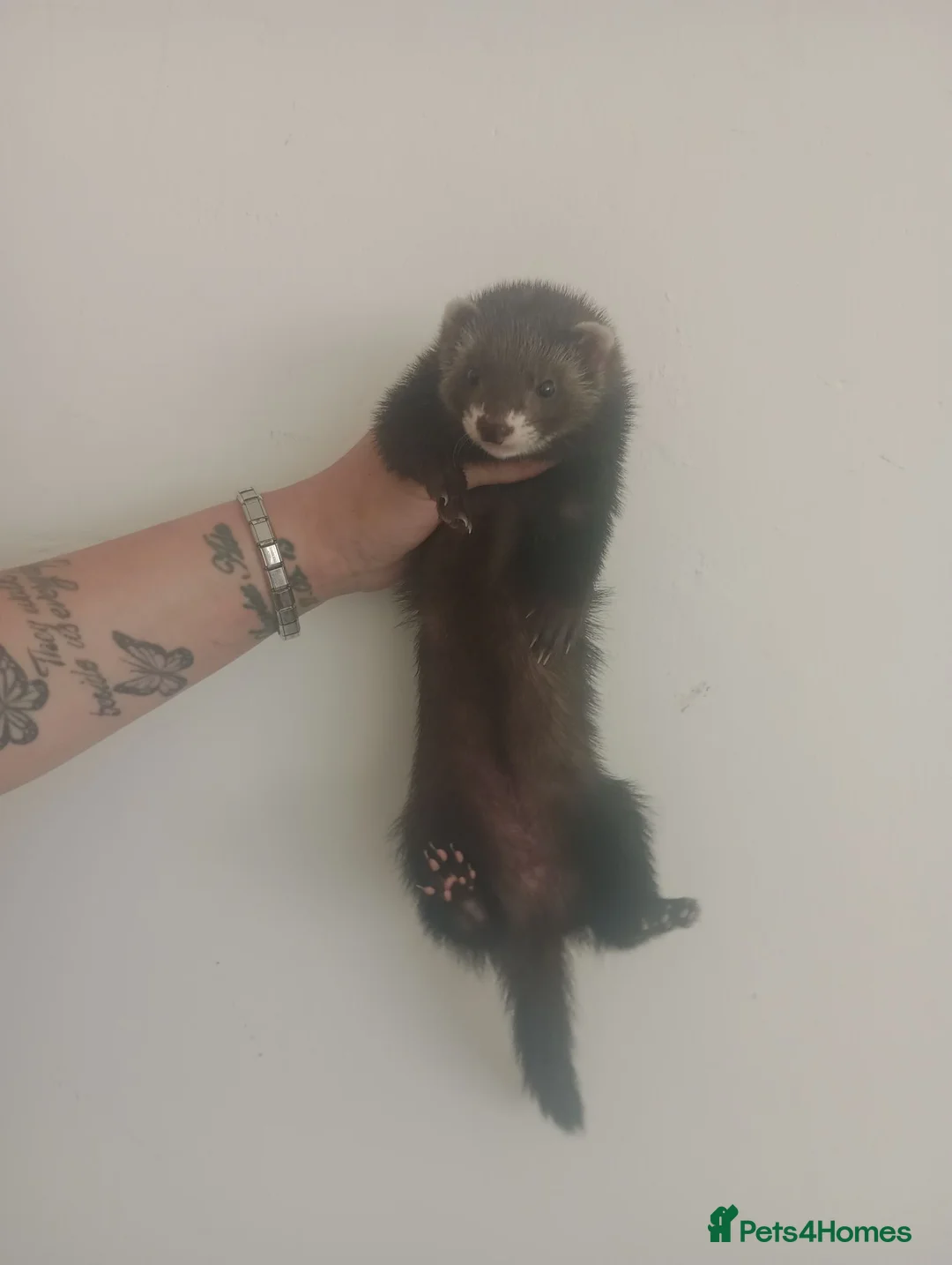 Ferret rodents for sale: 🐾Baby Ferret Kits Ready to leave🐾 - Advert 1