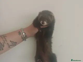 Ferret rodents 🐾Baby Ferret Kits Ready to leave🐾 - Advert 1