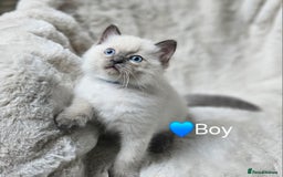 Ragdoll cats for sale: PURE RAGDOLL KITTENS 💜💙💚🤎 - Image 1