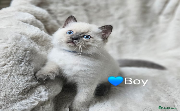 Ragdoll cats - Advert 2