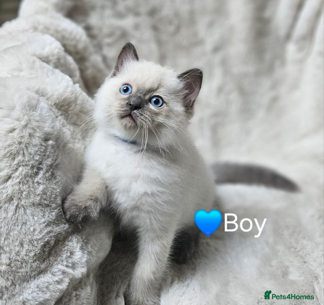 Ragdoll cats for sale: PURE RAGDOLL KITTENS 💜💙💚🤎 - Image 1