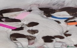 English Springer Spaniel dogs for sale: KC-ESS PUPPIES - DNA Health tested   - Image 13
