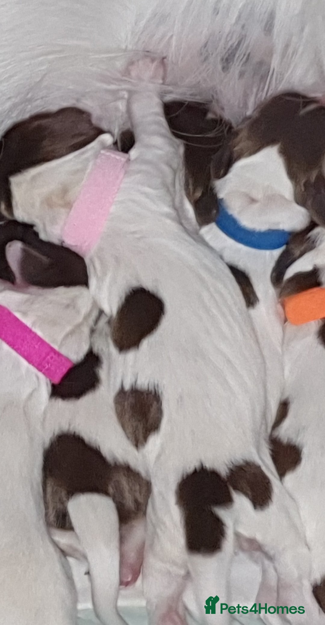 English Springer Spaniel dogs for sale: KC-ESS PUPPIES - DNA Health tested   - Image 13
