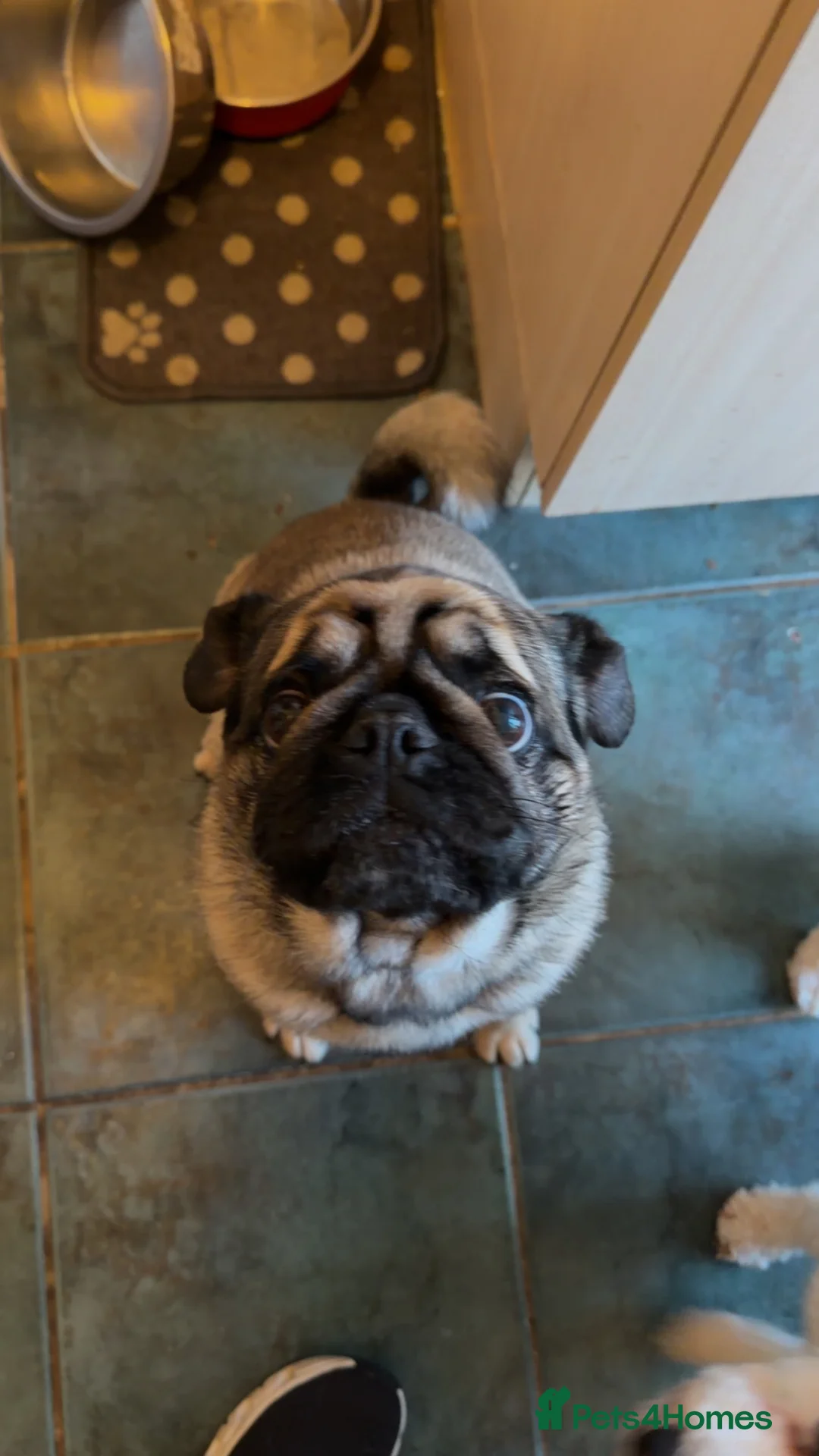 Pug dogs for sale: Male pug - Advert 2