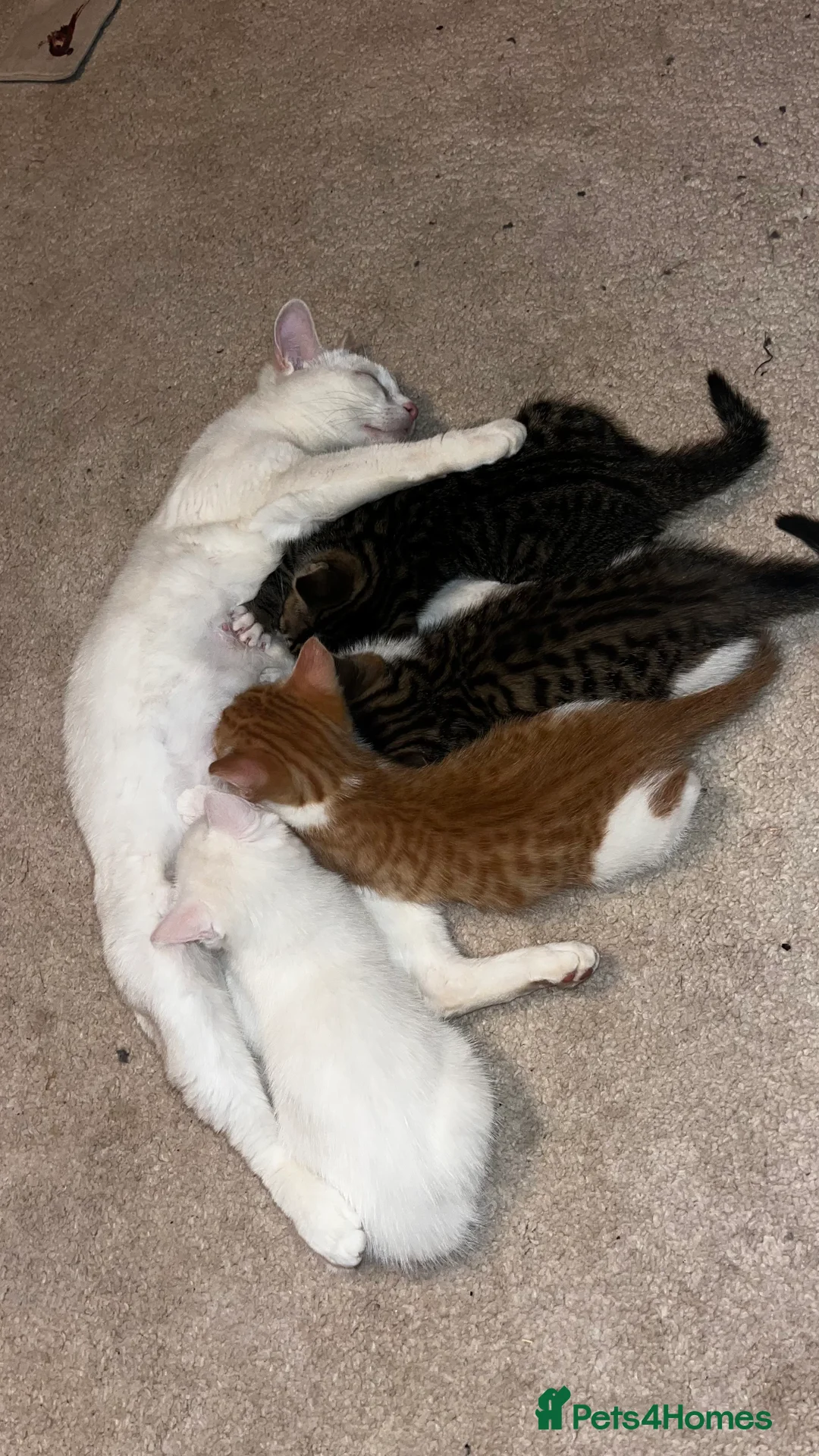 British Shorthair cats for sale: 2 male kittens  in Haverfordwest - Advert 11
