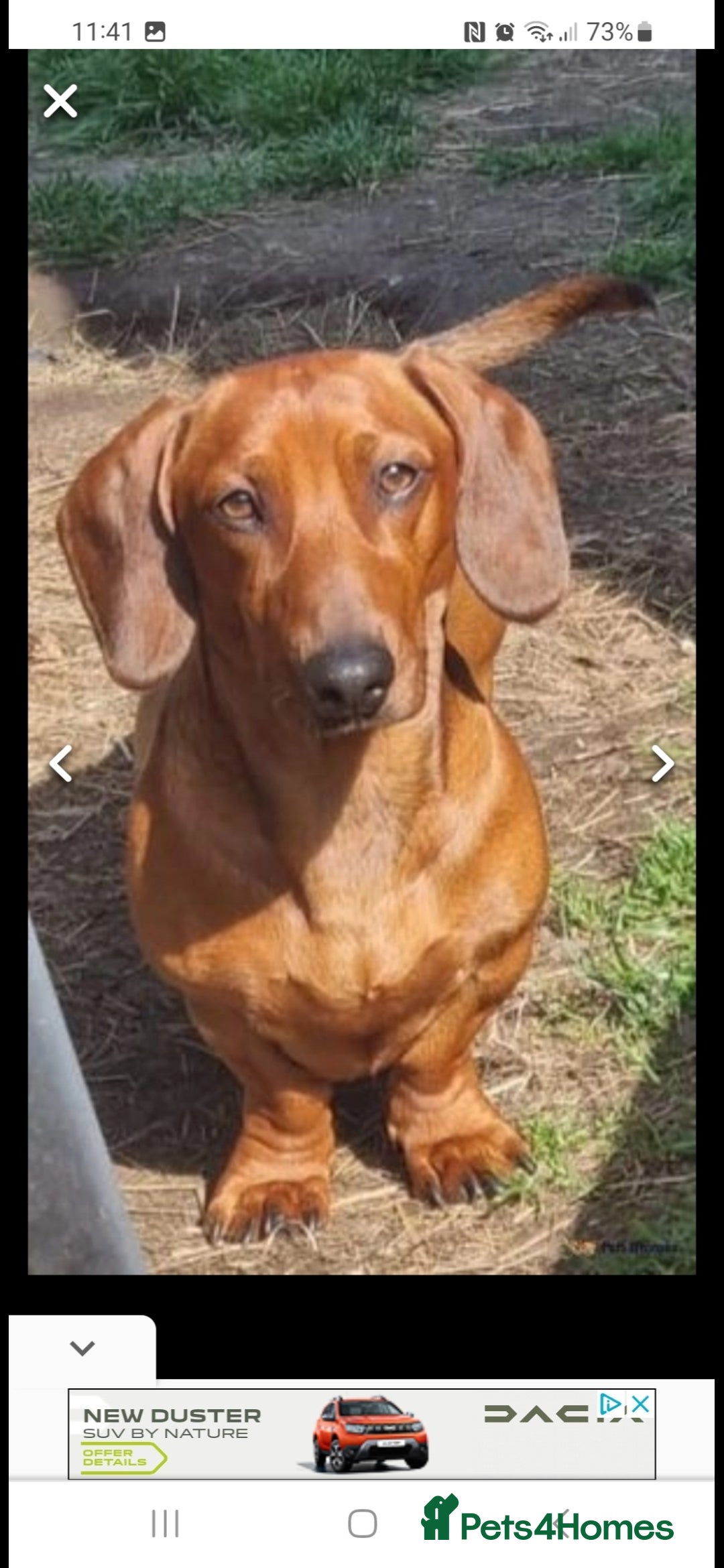 Miniature Dachshund dogs for sale: 💙Beautiful Miniature Dachund Puppies💙 - Advert 6