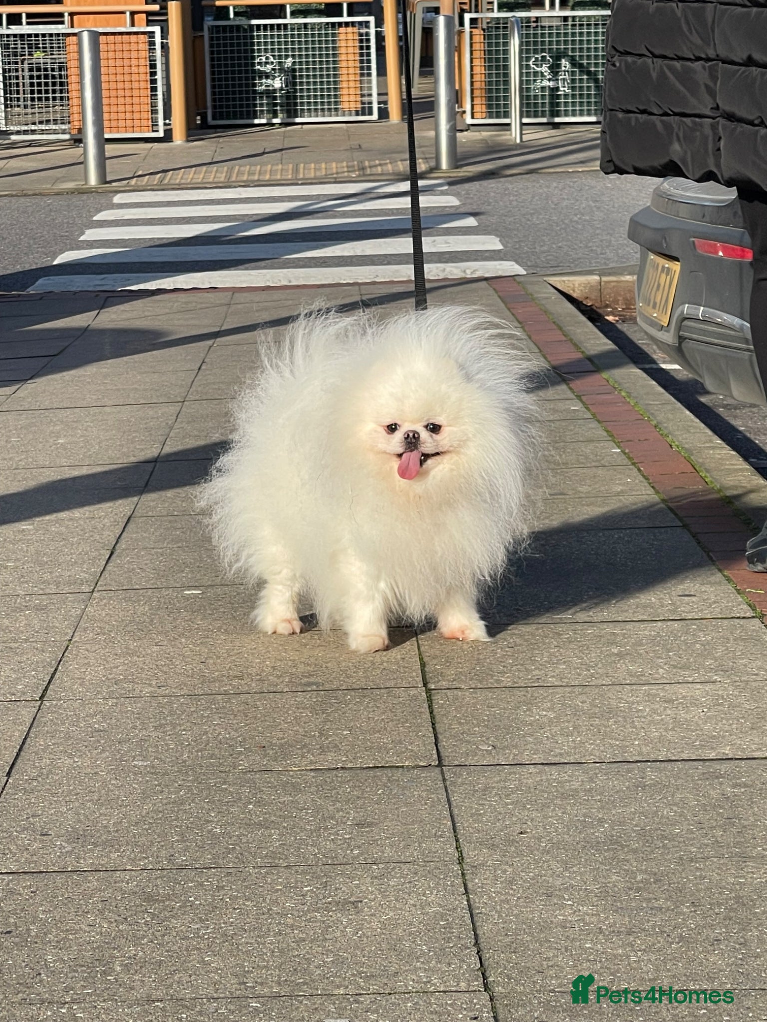 Pomeranian dogs for sale: Xxxx small pure white KC puppies  - Advert 11