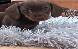 Dachshund dogs for sale: Miniature Daschund - Image 29