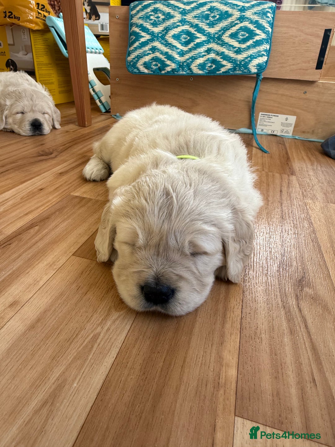 Golden Retriever dogs for sale: Golden Retriever Puppies - Advert 5