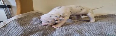 Dalmatian 3