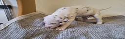 Dalmatian dogs for sale: Perdi's litter in Yeovil - Advert 7
