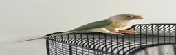 Conures birds for sale: Conure with Cage, Hand Tame, Green Cheek Conure in Ilford - Advert 2